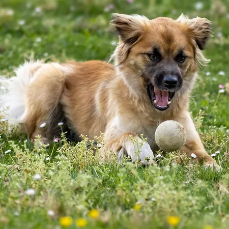 Landhuis Casas Japoneiras *