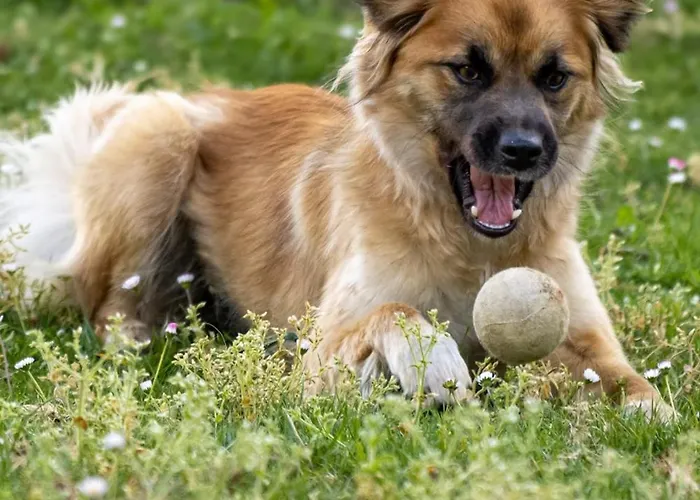 Venkovský dům Casas Japoneiras *